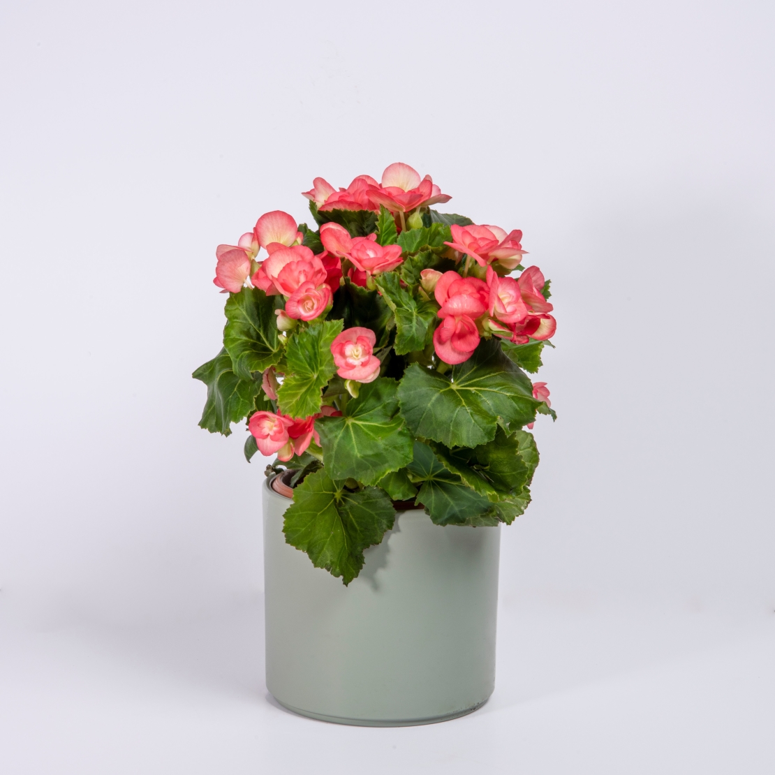 Rose Begonia in a Variety of Colors, Flowerpot Included