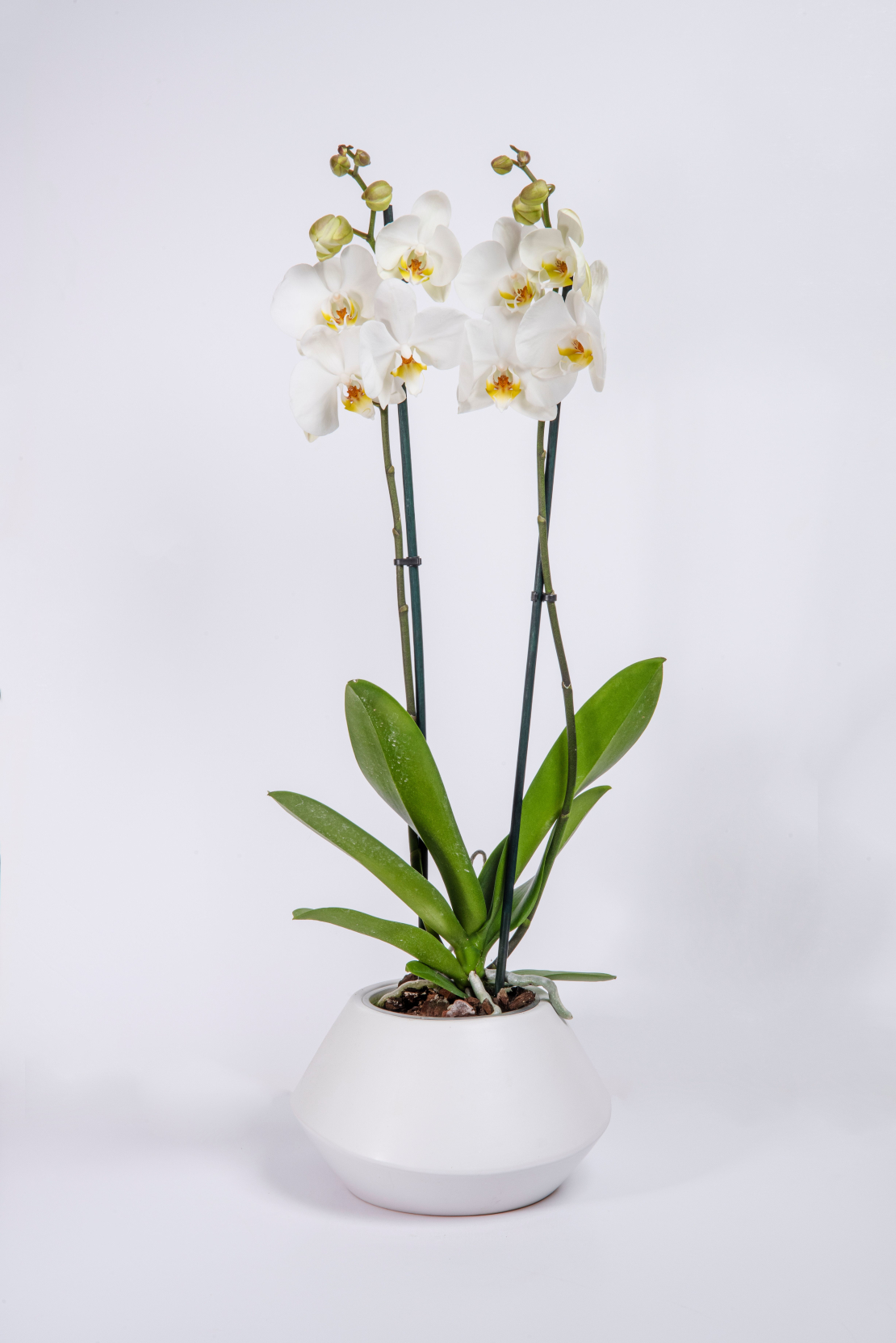 Tall White Orchid with Two Branches