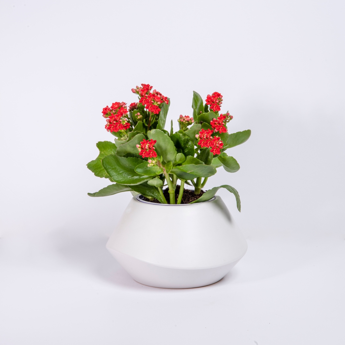Kalanchoe in a Variety of Colors, Flowerpot Included