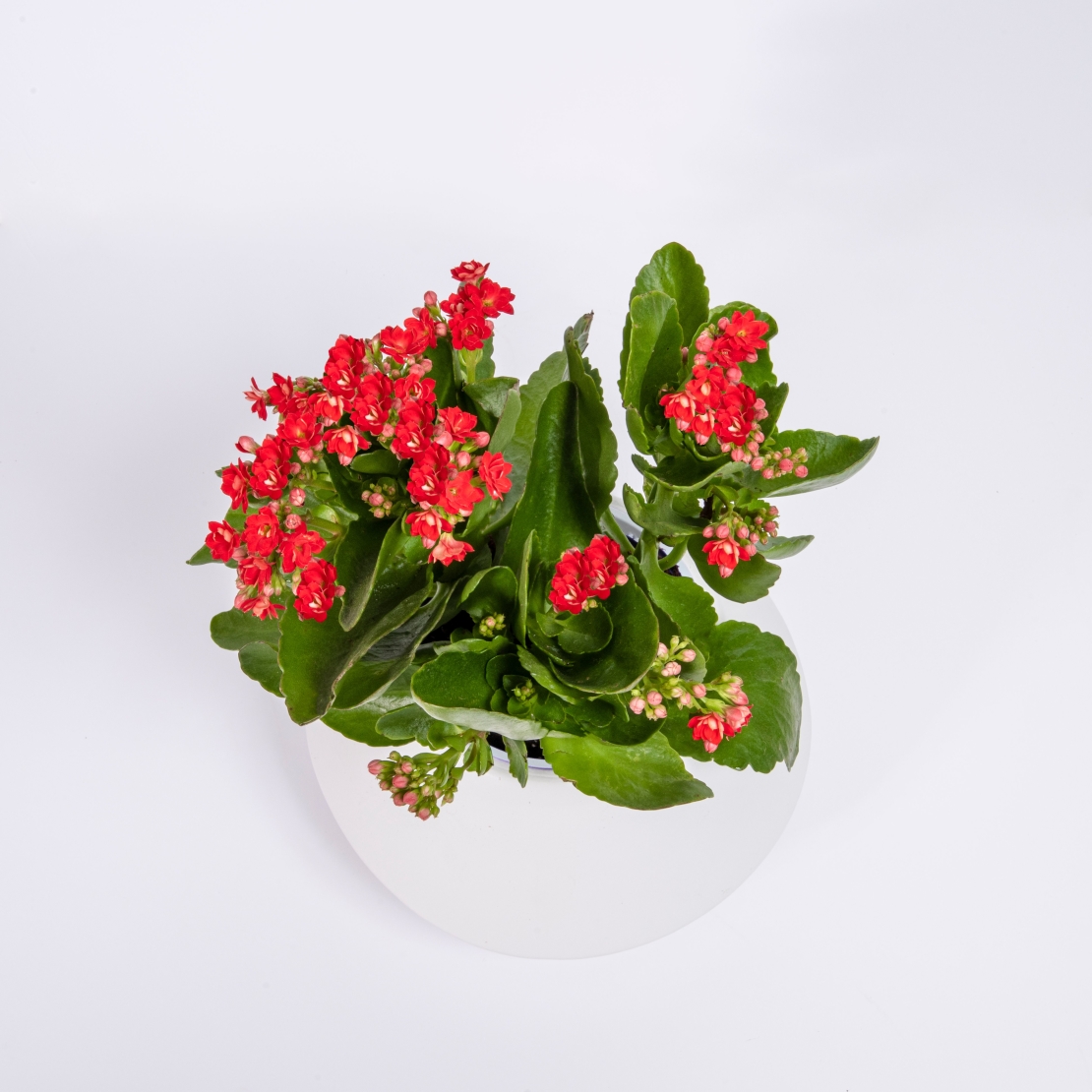 Kalanchoe in a Variety of Colors, Flowerpot Included