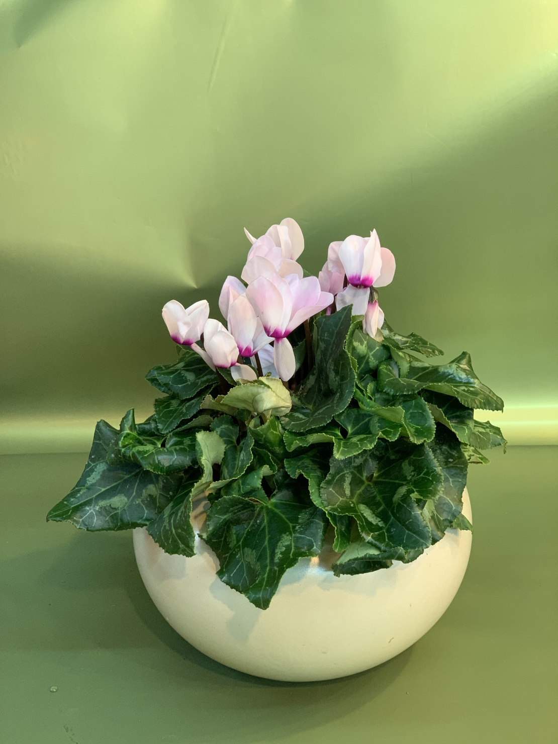 Cyclamen in a Variety of Colors, Flowerpot Included