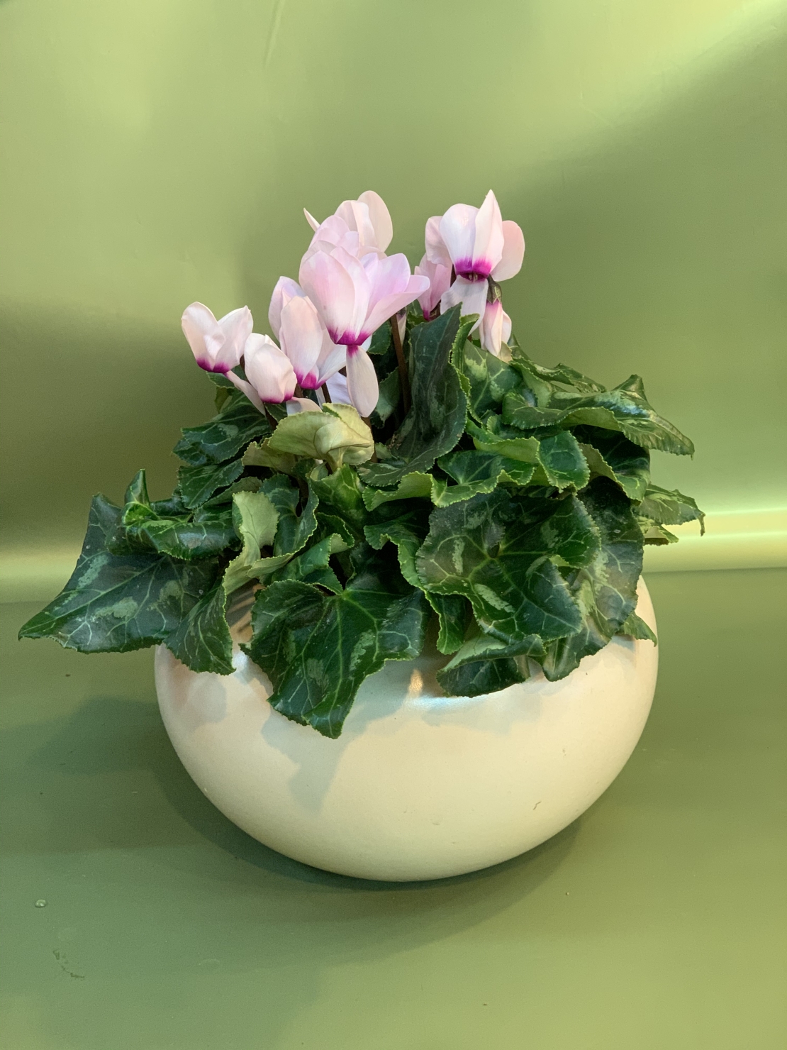 Cyclamen in a Variety of Colors, Flowerpot Included