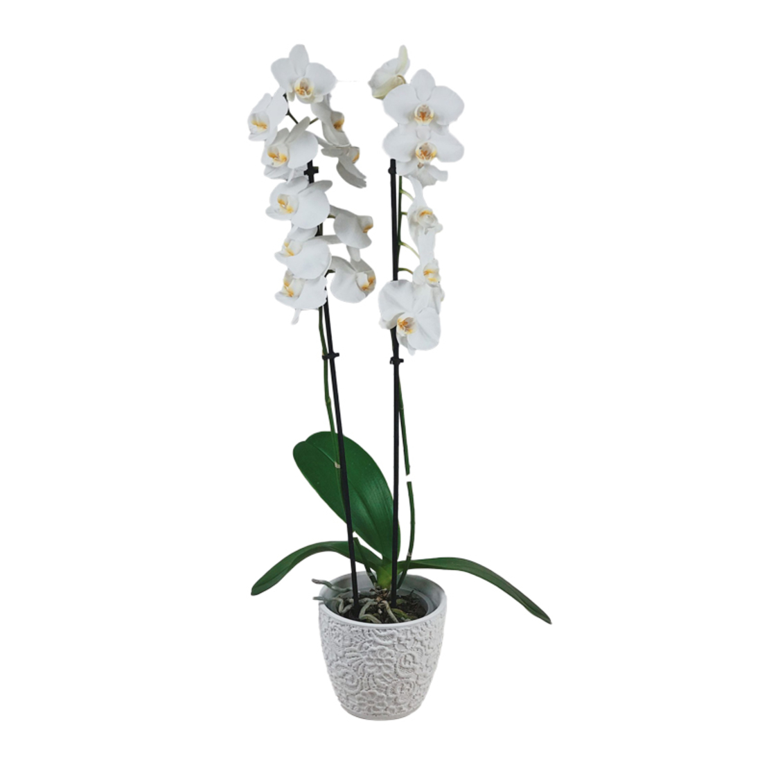 Phalaenopsis orchid with two branches with pot