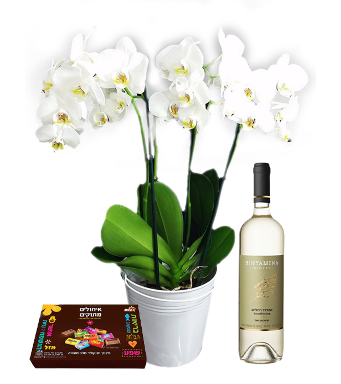 Orchid Gift Basket