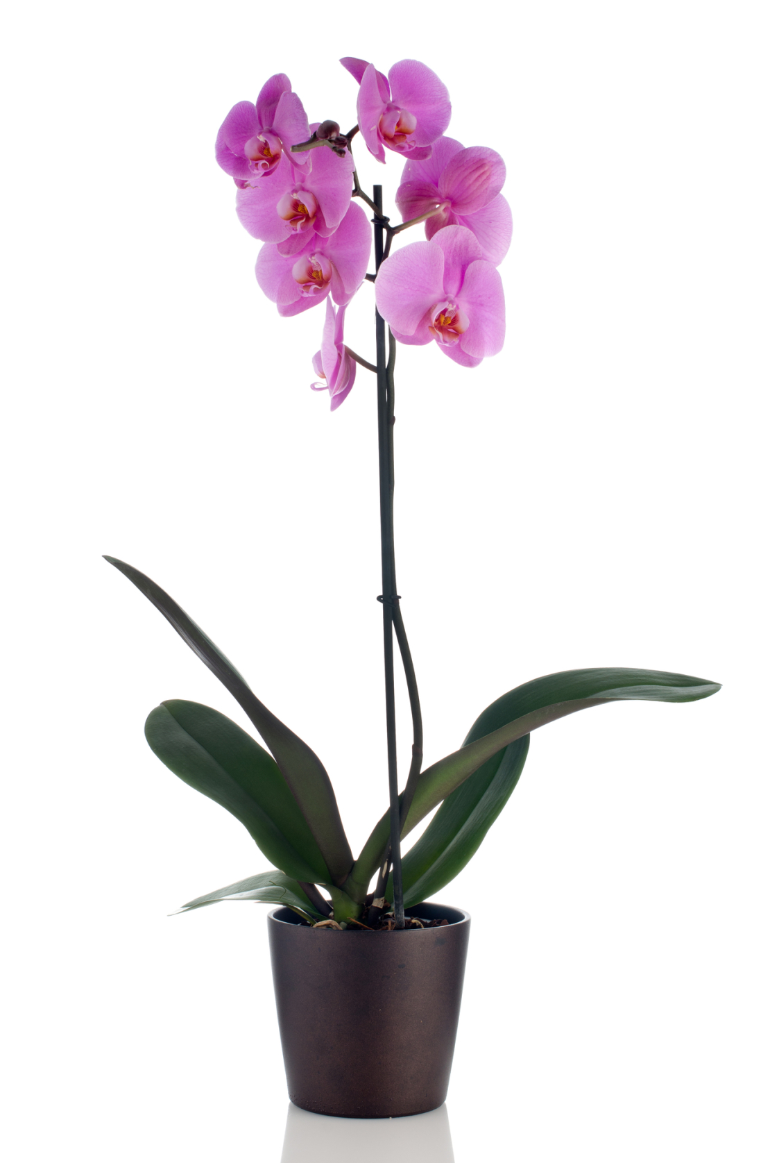 Tall Colorful Orchid