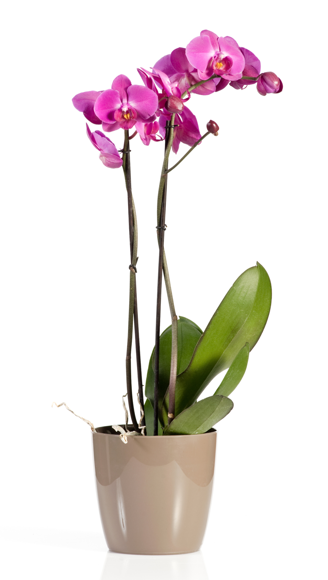 Purple Orchid with Two Branches