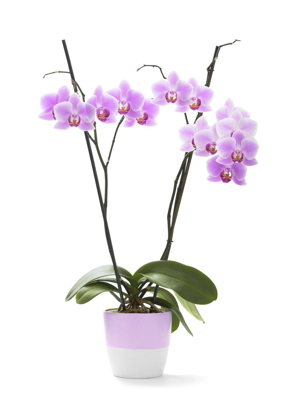 Striped Orchid with Two Branches