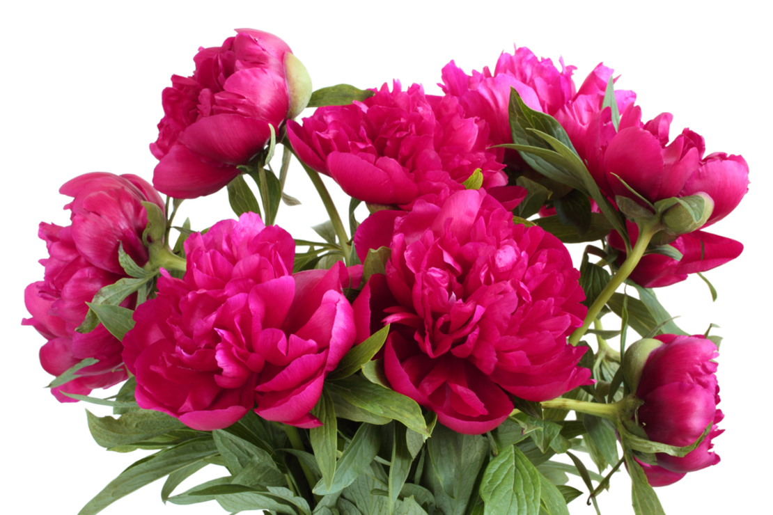 A bouquet of peonies