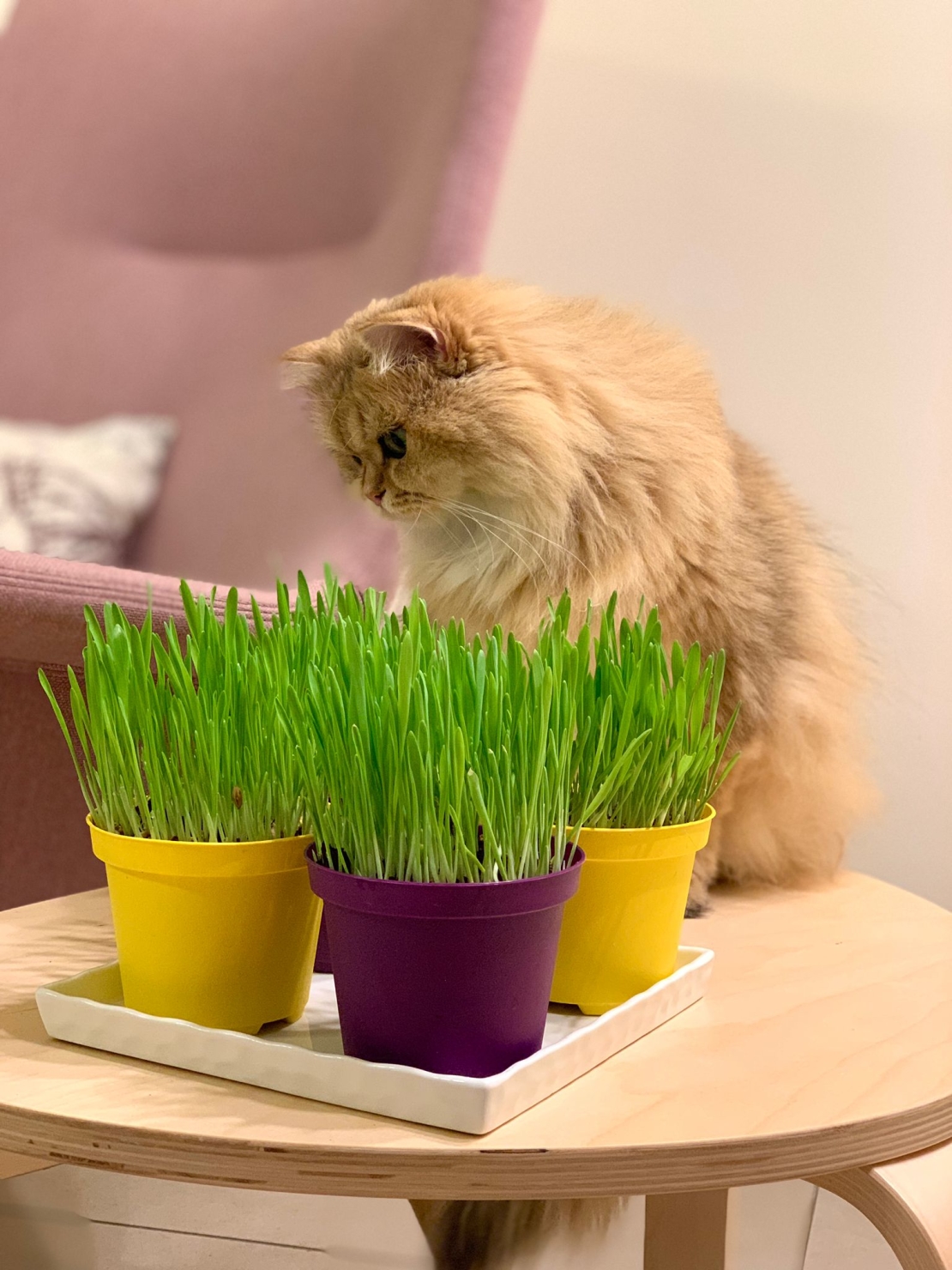 קיט דשא לחתול