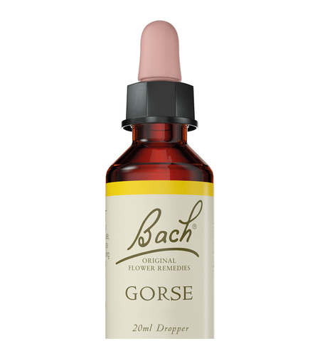 באך - תמצית גורס מס' 13 Bach Gorse