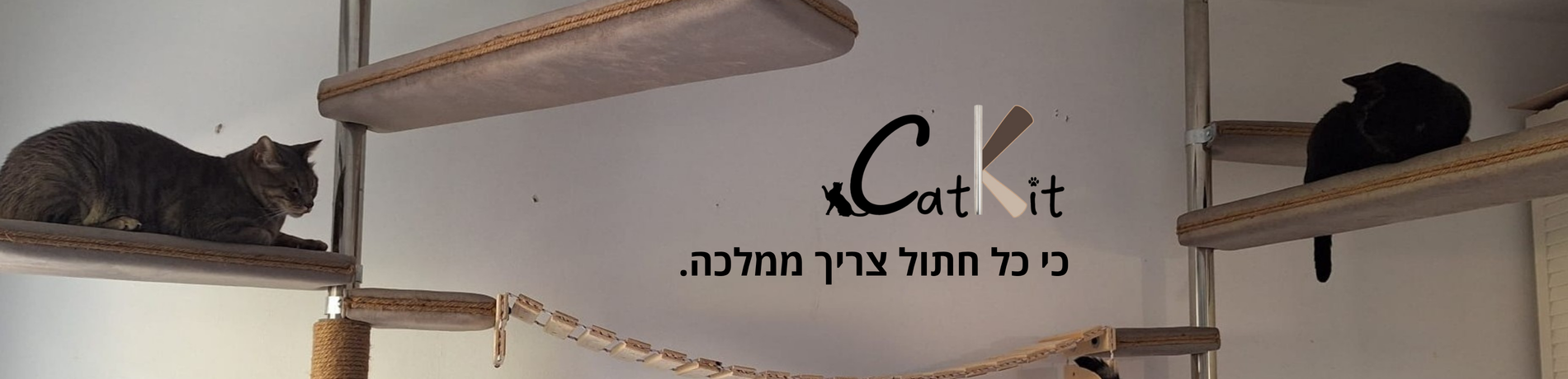 כי כל חתול צריך ממלכה