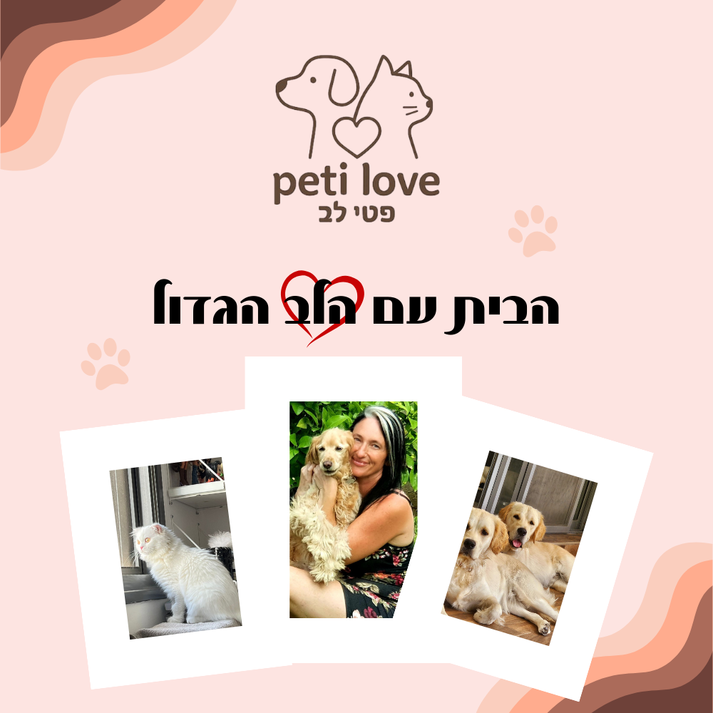 כותרת