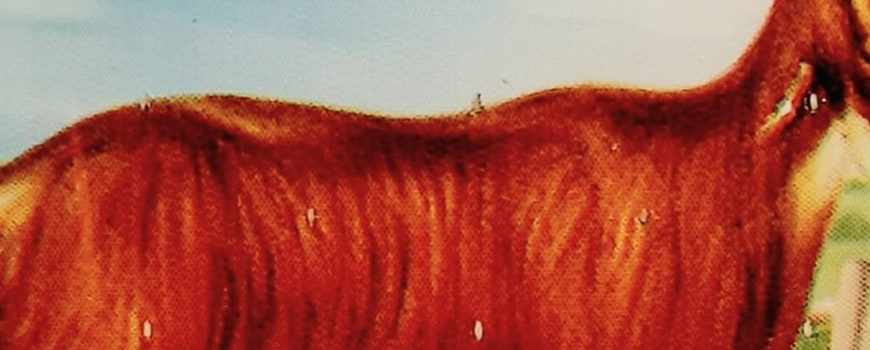 גבינות מחלב עזים