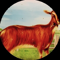 גבינות מחלב עזים