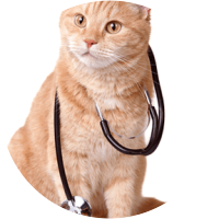 מזון רפואי לחתולים