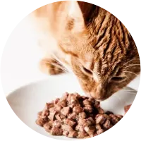 מזון רטוב - שימורים ומעדנים לחתולים