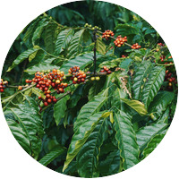 Vietnam green coffee