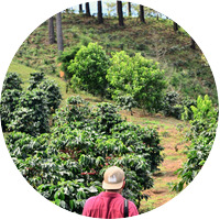 El salvador green coffee