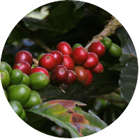 Kenya green coffee