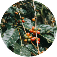 Brazil green coffee