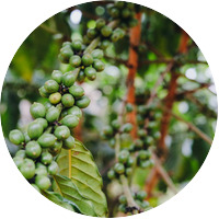 Colombia green coffee