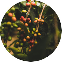 Burundi green coffee