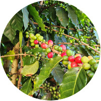 Costa rica green coffee